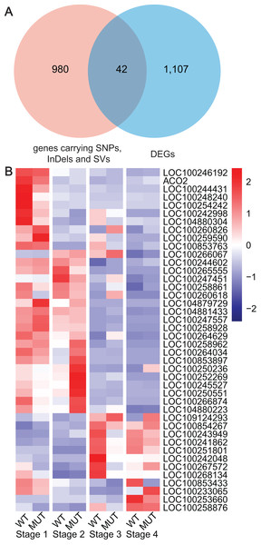 Analyses and statistics of DEGs carrying specified SNPs, InDels and SVs.