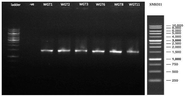 16S rRNA gene amplification of potential isolates.