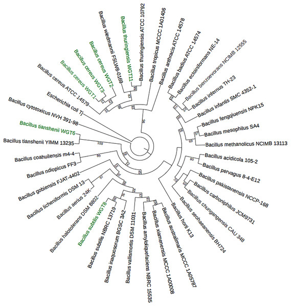 Phylogenetic tree of wheat rhizosphere associated bacteria with authenticated sequences of Bacillus.