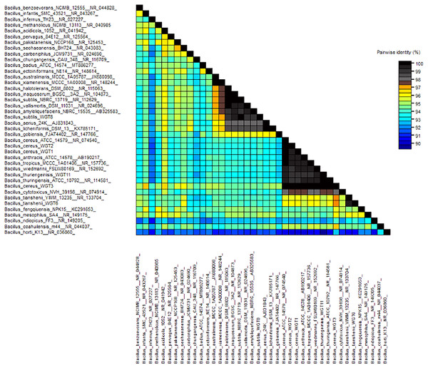 Pairwise identity chart of wheat rhizosphere associated bacteria with authenticated sequences of Bacillus.