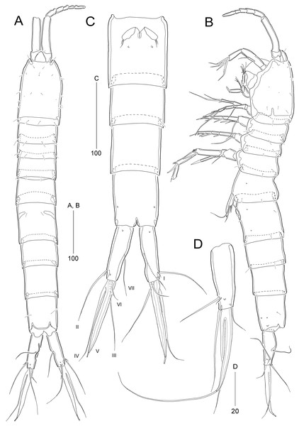 Stenocaris marcida sp. nov., female, holotype, MABIK CR00252790 (A–C) and paratype, MABIK CR00252792 (D).