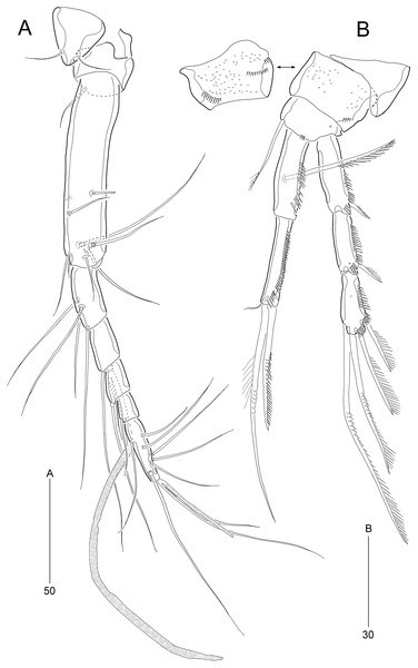 Stenocaris marcida sp. nov., female, holotype, MABIK CR00252790 (A, B).