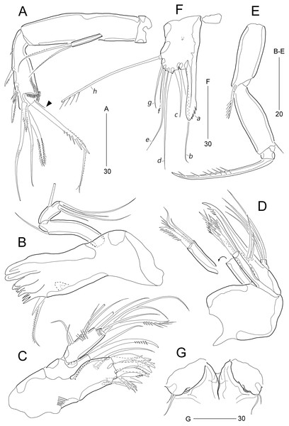 Stenocaris marcida sp. nov., female, holotype, MABIK CR00252790 (A–F) and paratype, MABIK CR00252792 (G).