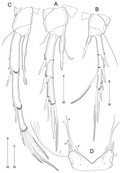 Stenocaris marcida sp. nov., female, holotype, MABIK CR00252790 (A–C), male, allotype, MABIK CR00252791 (D).