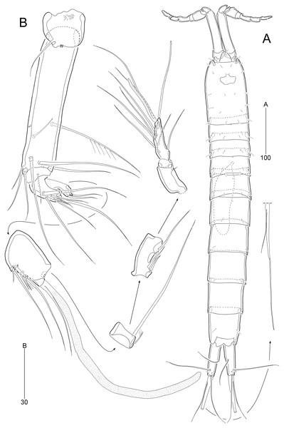 Stenocaris marcida sp. nov., male, allotype, MABIK CR00252791.