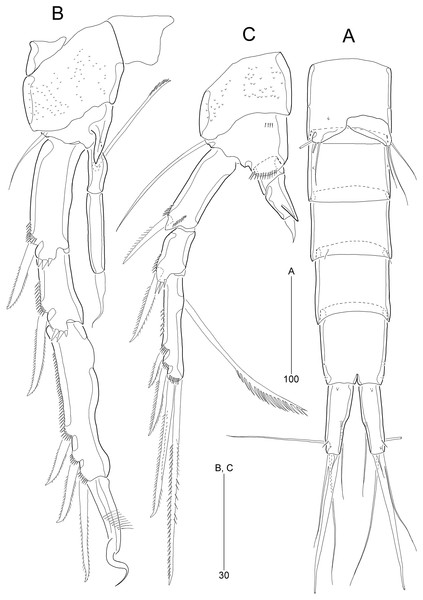 Stenocaris marcida sp. nov., male, allotype, MABIK CR00252791.