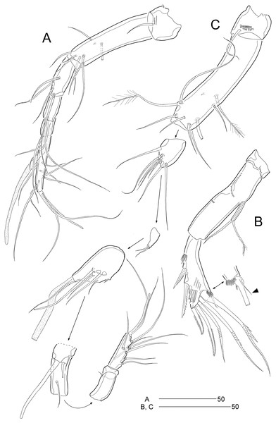 Stenocaris intermedia Itô, 1972, female (A, B) and male (C) from Korean waters.