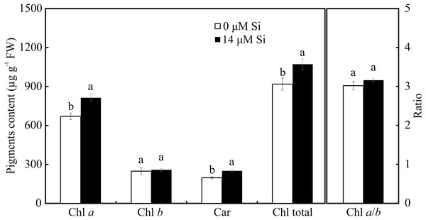 Contents of the photosynthetic pigments in Aechmea blanchetiana plants in the function of the presence or absence of Si (0 or 14 µM Si).