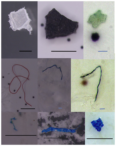 Extracted microplastics with different colors and shapes. The black bars represent one mm scale, and the blue bars represent 0.1 mm.
