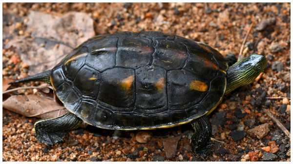 A photo of a Chinese striped-neck turtle.