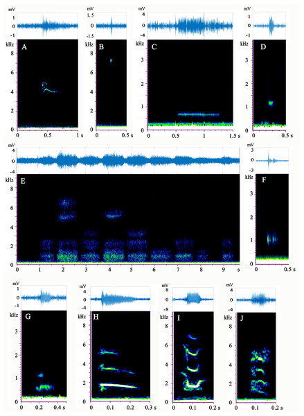 (A–J) Spectrogram and waveform views of the sounds produced by Mauremys sinensis.