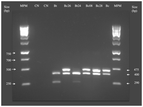 Bacillus spp. molecular identification by PCR.