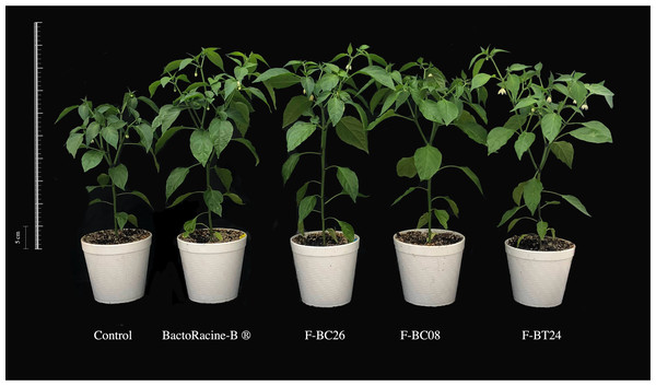 Formulated Bacillus spp. effect on jalapeño pepper plants under greenhouse conditions.