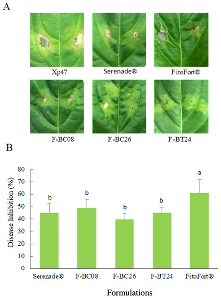 Formulated Bacillus spp. effect on pepper bacterial spot severity under controlled conditions, after 15 d of X. euvesicatoria (strain Xp47) inoculation as pathogen.