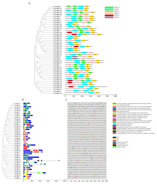 Phylogenetic relationship, gene structure, conserved protein motifs, and putative cis-acting elements in CsCMLs.