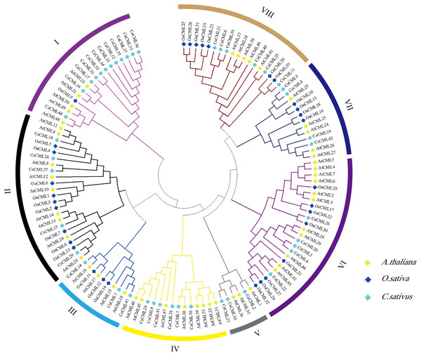 Phylogenetic tree of CML proteins in cucumis sativus, Arabidopsis thaliana, Oryza sativa based on the neighborhood-joining method.