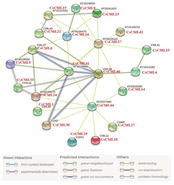 Protein interaction network of CML proteins.