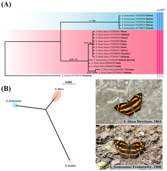 Systematic and species delimitation results of Symbrenthia lilaea and S. formosanus.