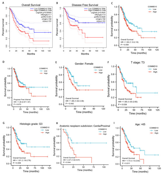 Prognostic relationship between COMMD10 and gastric cancer.