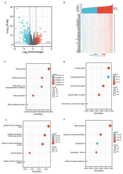 Functional clustering and interaction network analyses of COMMD10-related genes.