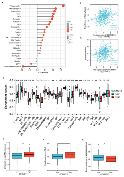 Correlation analysis of COMMD10 expression and immune infiltration in GC.