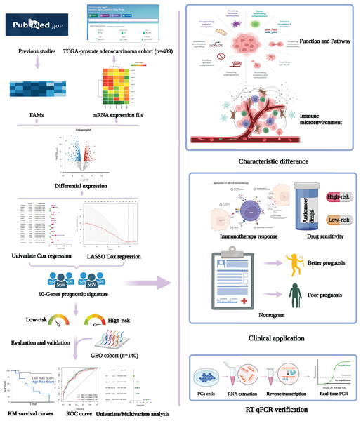 Flowchart presenting the process of establishing the gene signature and prognostic nomogram of PCa in this study.