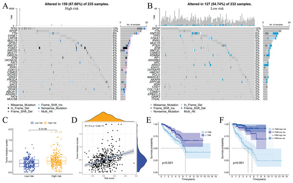 Analysis of tumor somatic cell mutations in two groups of patients with high and low risk.