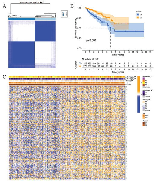 Tumour classification based on the fatty acid metabolism related DEGs.