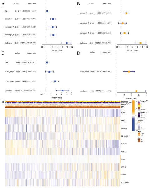 Independent prognostic analysis for risk model.