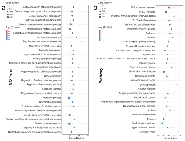 Bubble diagram of the Top 30 GO terms and KEGG pathways enriched by differentially expressed genes.