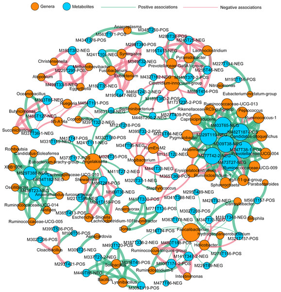 Co-occurrence network summarizing the highly correlated associations between identified genera and differentially expressed metabolites (DEMs).