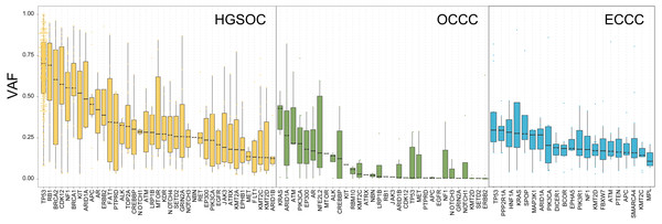 The exhibition of timing order of mutational genes in OCCC, HGSOC and ECCC.