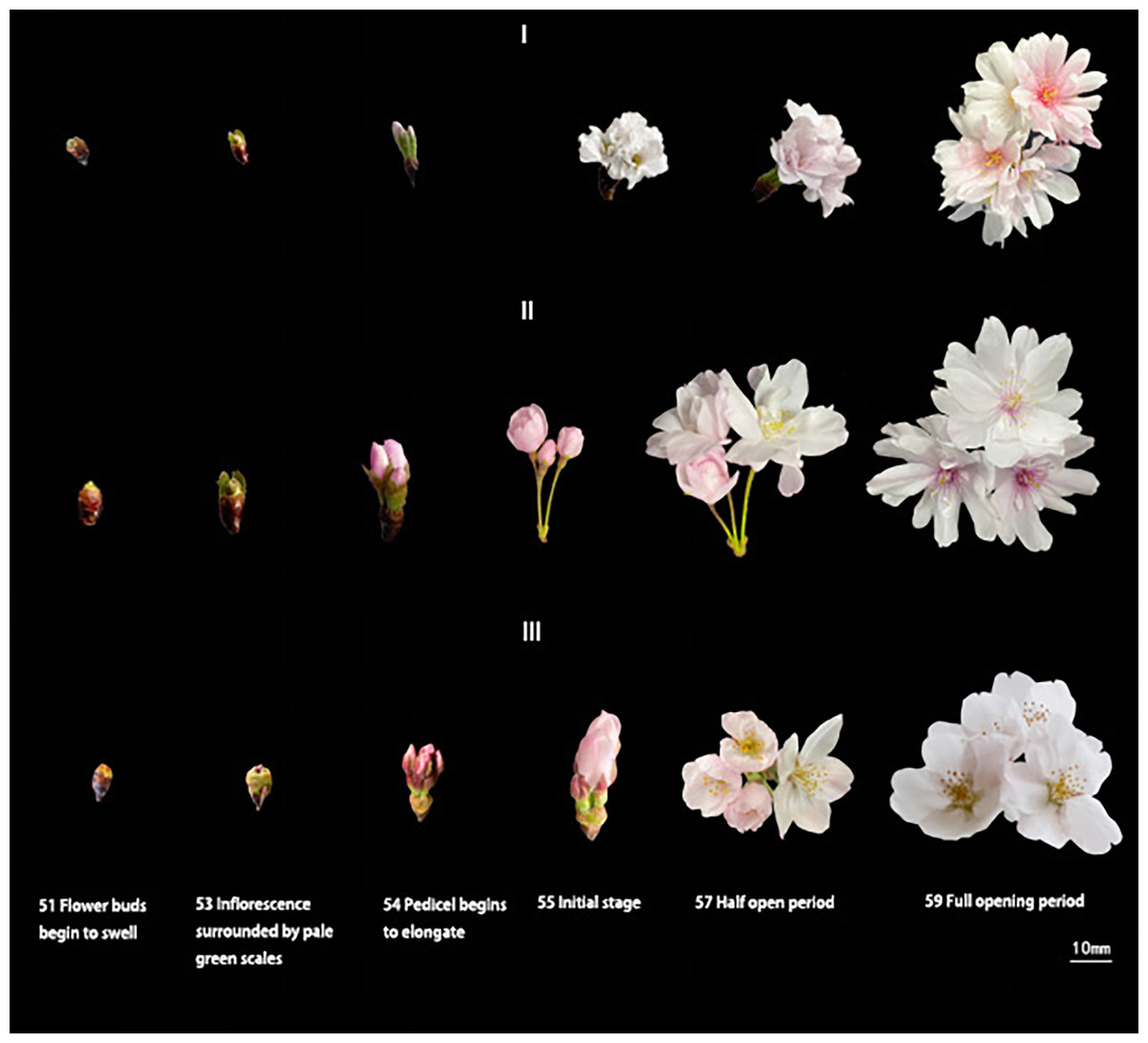 The Study Of The Characteristics Of The Secondary Flowering Of Cerasus ...