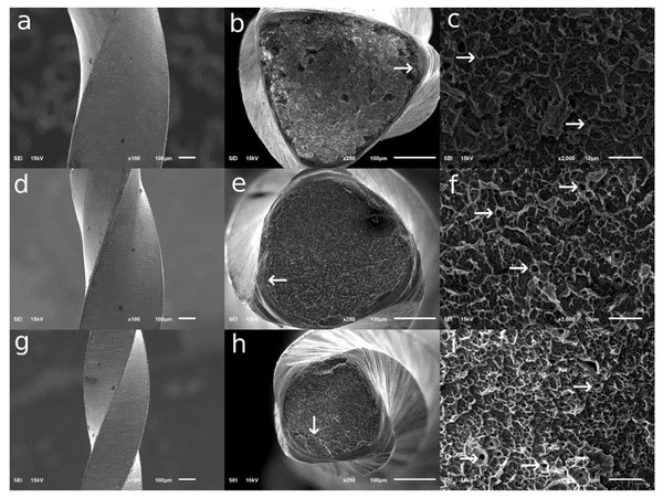 Scanning electron microscope photomicrographs of the fractured surfaces after 10 cycles.