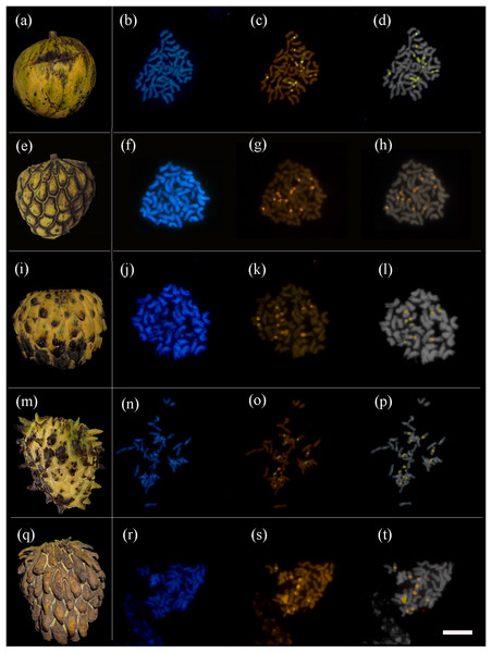 Annona mucosa morphotypes and their respective metaphase cells.