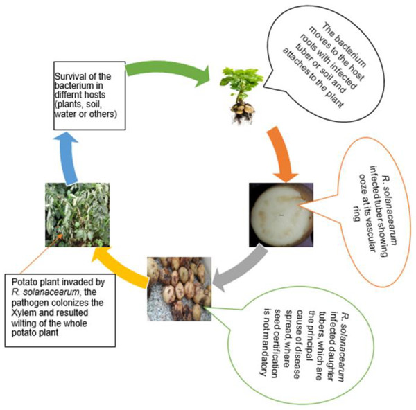 A schematic diagram of R. solanacearum life cycle illustrated from various sources and pictures collected by authors in Ethiopia.