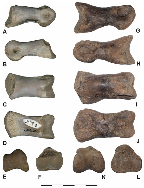 Iron Lightning phalanx, YPM VP.061705, compared to other theropod phalanges.