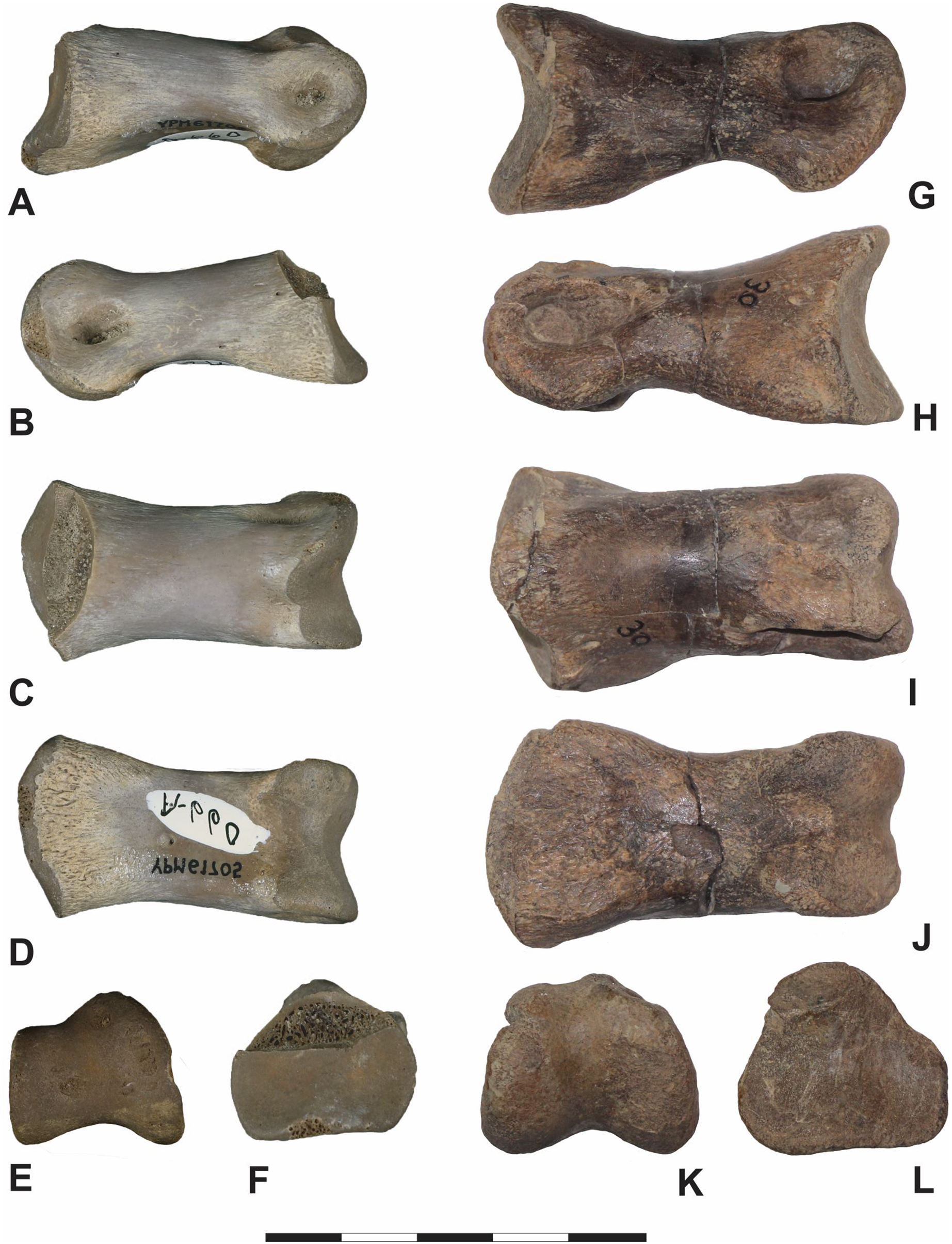 PDF) REPLACEMENT OF IRON SULPHIDES BY OXIDES IN THE DINOSAUR BONE FROM THE LANCE  FM. (WYOMING, USA) – PRELIMINARY STUDY