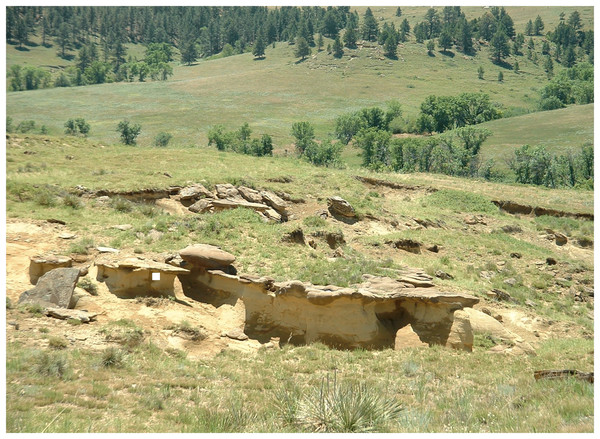 White Owl outcrop of the Fairpoint Member yielding DMNH EPV.138575.