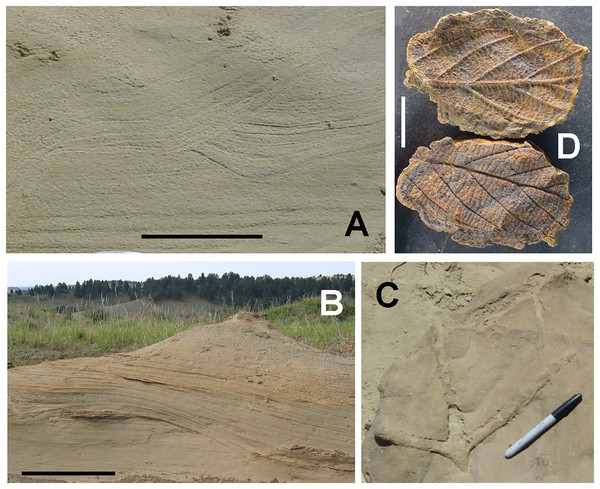 Sedimentary features and fossils of the White Owl theropod site.