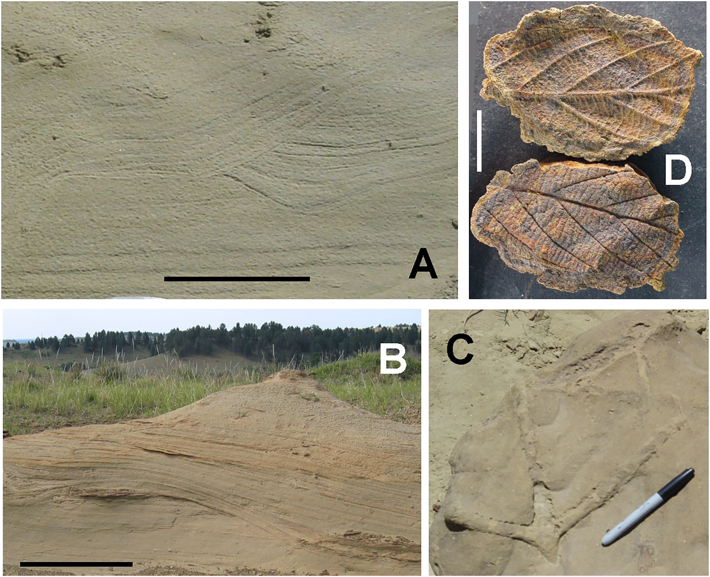 PDF) REPLACEMENT OF IRON SULPHIDES BY OXIDES IN THE DINOSAUR BONE FROM THE LANCE  FM. (WYOMING, USA) – PRELIMINARY STUDY