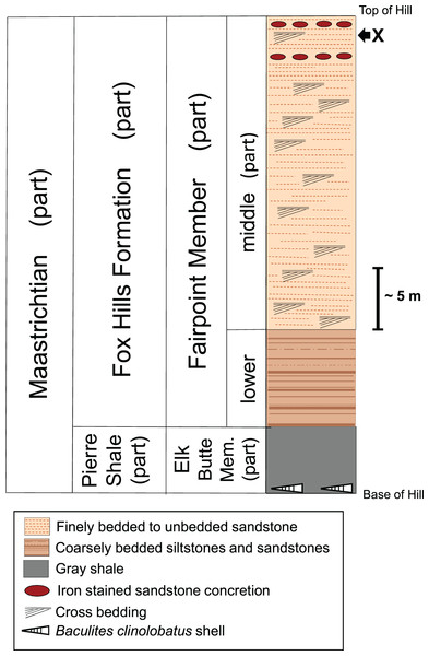 Stratigraphic column of the Fox Hills Formation at the White Owl, SD, recovery site of DMNH EPV.138575.