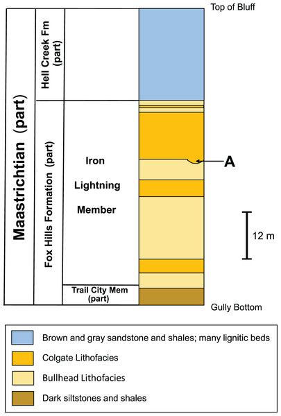 Stratigraphic column of the Fox Hills Formation at YPM VP.061705 recovery site.