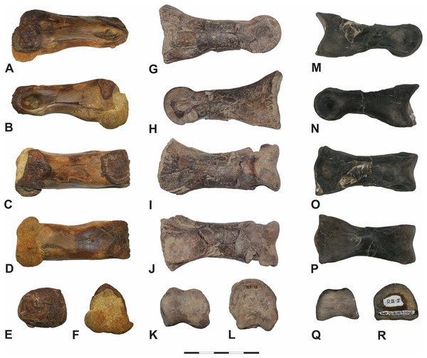 Fairpoint phalanx DMNH EPV.138575 compared to other theropod phalanges.