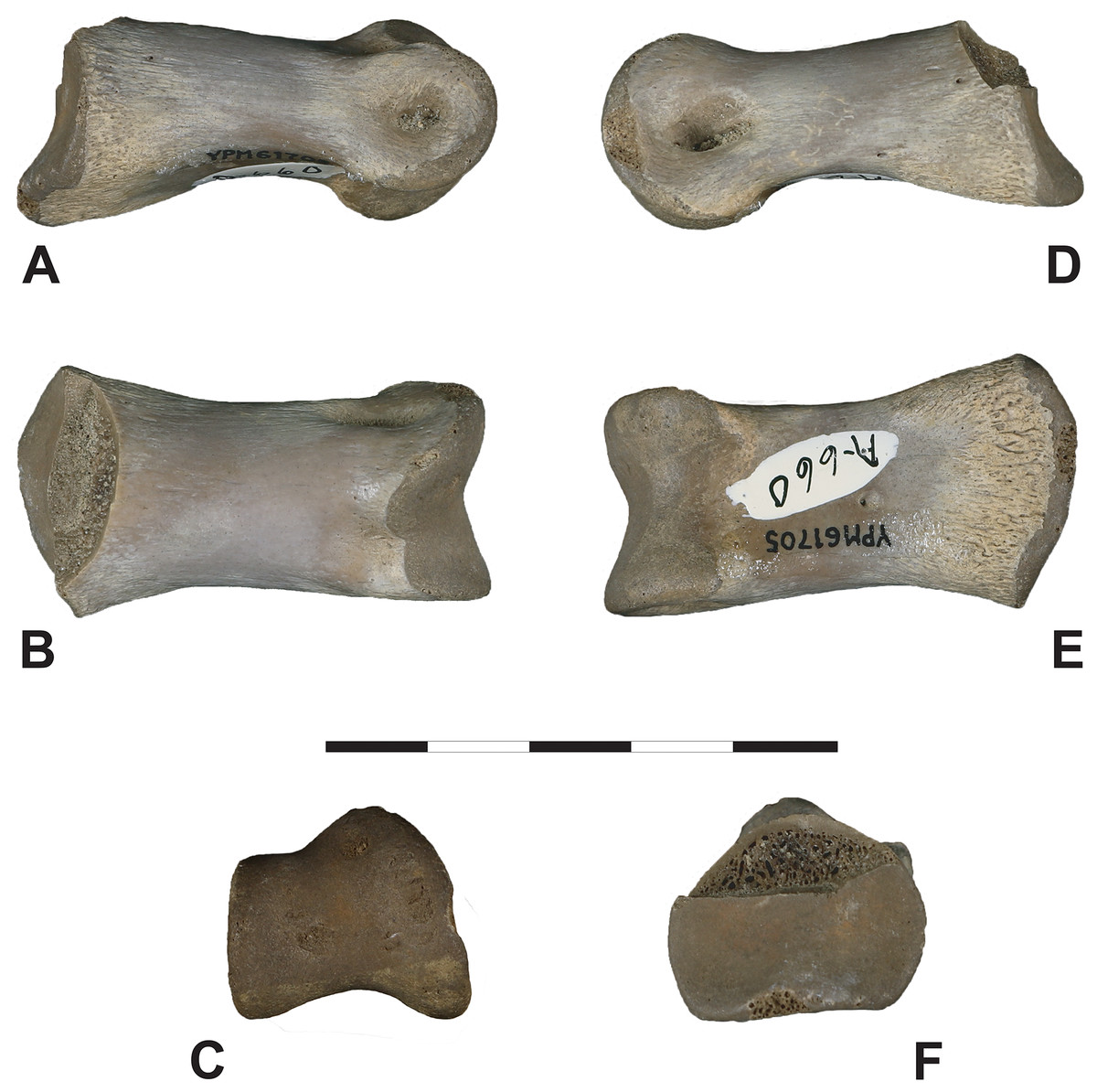 PDF) REPLACEMENT OF IRON SULPHIDES BY OXIDES IN THE DINOSAUR BONE FROM THE LANCE  FM. (WYOMING, USA) – PRELIMINARY STUDY