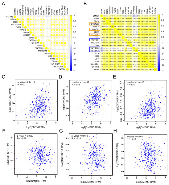 Correlation analysis of CMTM6 and immune checkpoint-related gene expression.