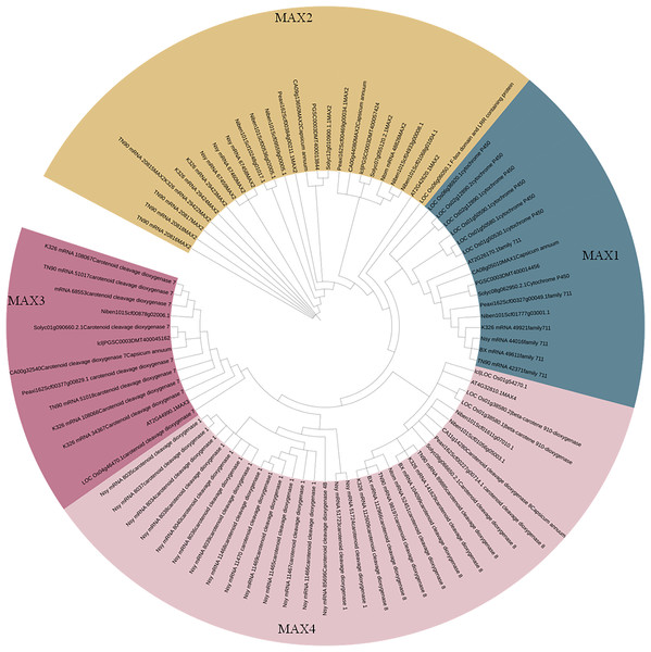 Phylogenetic analysis of MAX family members.