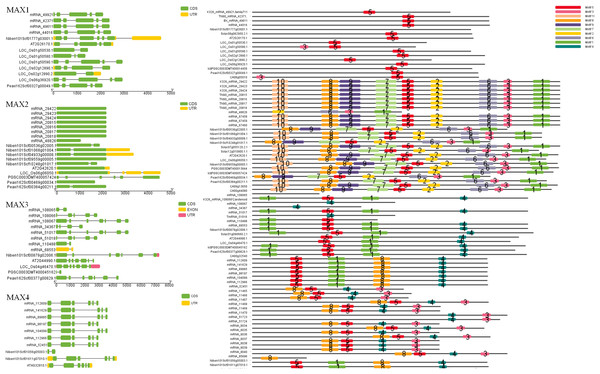 MAX gene exon–intron structures and sequence motifs.