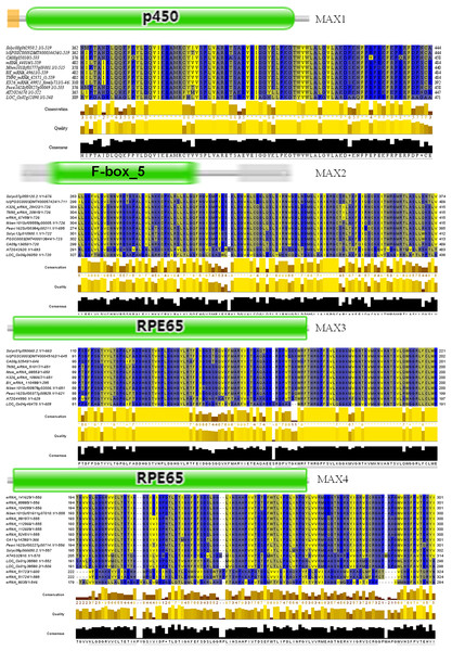 Conserved motifs of representative MAX proteins in solanaceous crops.