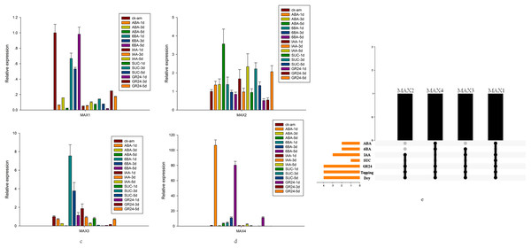 MAX gene expression patterns in response to several treatments.